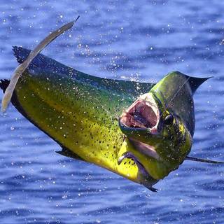 Mahi Mahi fish wallpaper