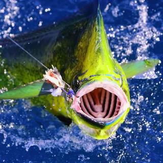 Mahi Mahi fish wallpaper