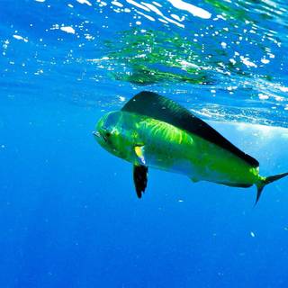 Mahi Mahi fish wallpaper