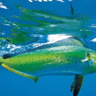 Mahi Mahi fish wallpaper