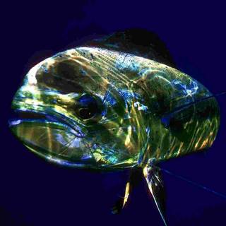 Mahi Mahi fish wallpaper