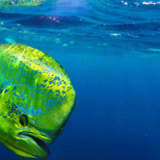 Mahi Mahi fish wallpaper