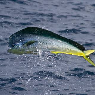Mahi Mahi fish wallpaper