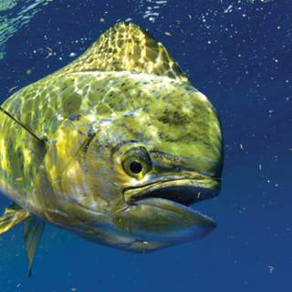 Mahi Mahi fish wallpaper