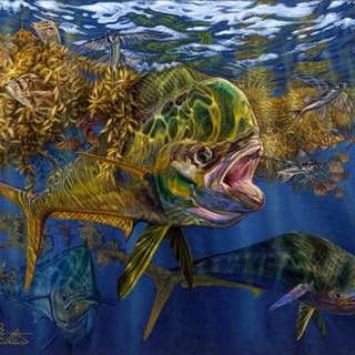 Mahi Mahi fish wallpaper