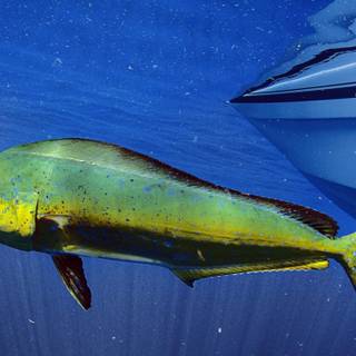 Mahi Mahi fish wallpaper