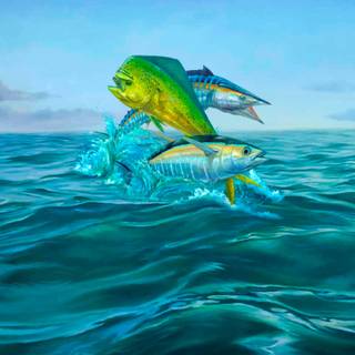 Mahi Mahi fish wallpaper