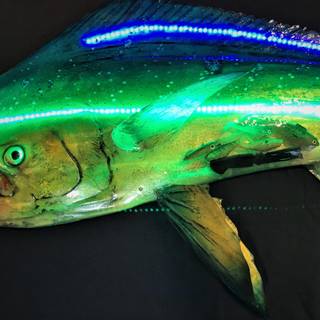Mahi Mahi fish wallpaper