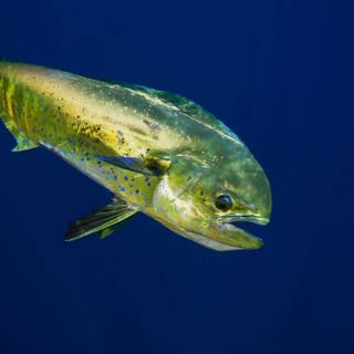 Mahi Mahi fish wallpaper