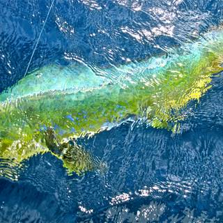 Mahi Mahi fish wallpaper
