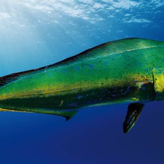 Mahi Mahi fish wallpaper