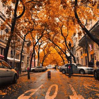 Autumn leaves street wallpaper