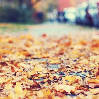 Autumn leaves street wallpaper