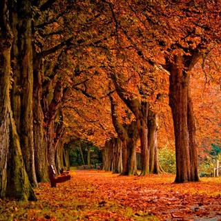 iPad 7 cozy autumn wallpaper