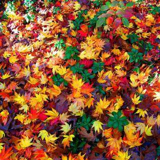 High resolution autumn wallpaper