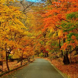 Autumn leaves street wallpaper