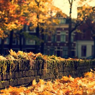 Autumn leaves street wallpaper
