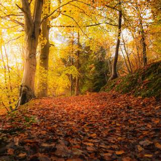 High resolution autumn wallpaper