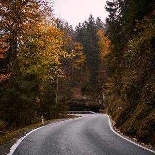Autumn leaves street wallpaper