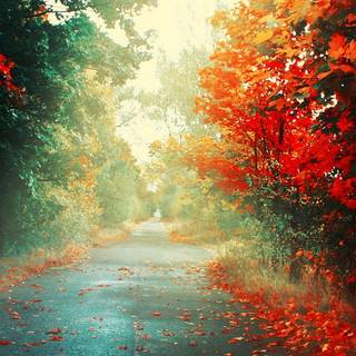 Autumn leaves street wallpaper