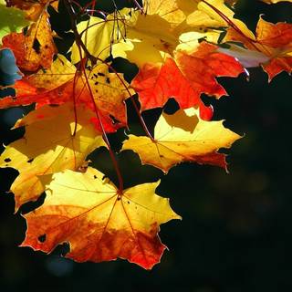 High resolution autumn wallpaper