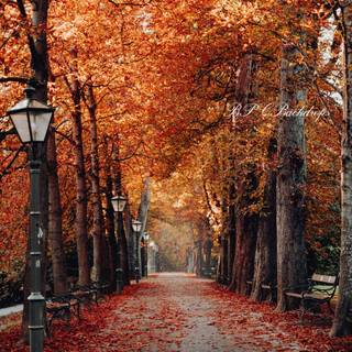 Autumn leaves street wallpaper