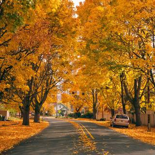 Autumn leaves street wallpaper
