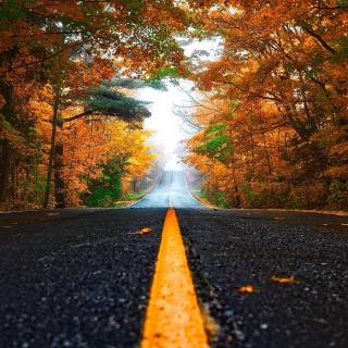 Autumn leaves street wallpaper