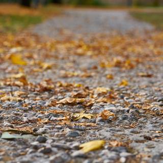 Autumn leaves street wallpaper