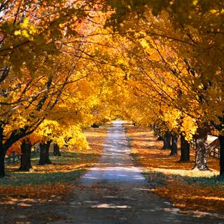 Autumn leaves street wallpaper