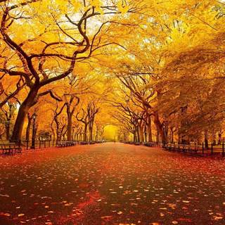 Autumn leaves street wallpaper