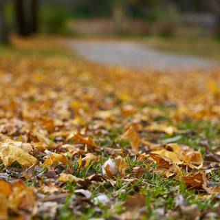 Autumn leaves street wallpaper