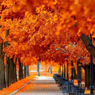 Autumn leaves street wallpaper