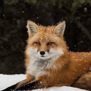 5120x2160 winter wallpaper