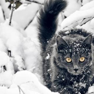 5120x2160 winter wallpaper