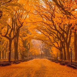 Fall Dual Monitor wallpaper