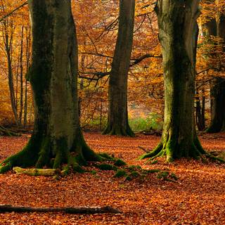 Fall Dual Monitor wallpaper