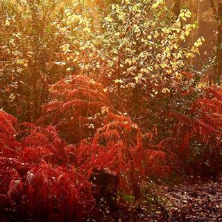 Fall Dual Monitor wallpaper