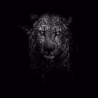 Black and white theme wallpaper