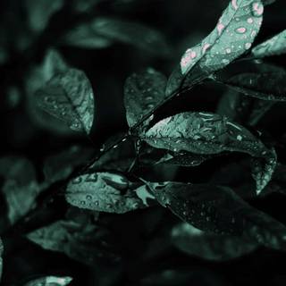 Dark nature PC wallpaper