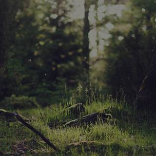 Dark nature PC wallpaper