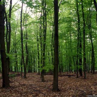 Dark nature PC wallpaper