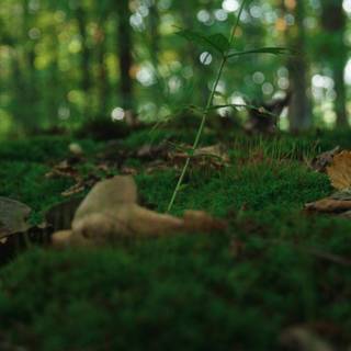 Dark nature PC wallpaper