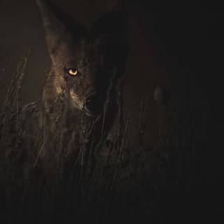 Black fox iPhone wallpaper