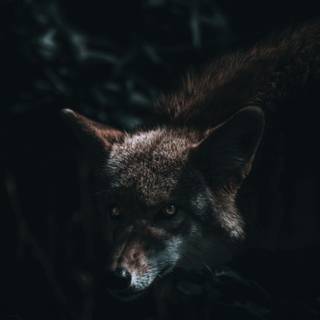 Black fox iPhone wallpaper