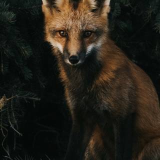 Black fox iPhone wallpaper