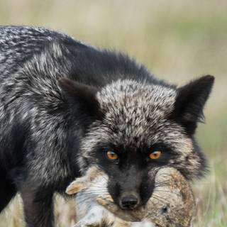 Black fox iPhone wallpaper