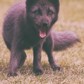 Black fox iPhone wallpaper