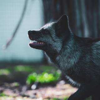 Black fox iPhone wallpaper