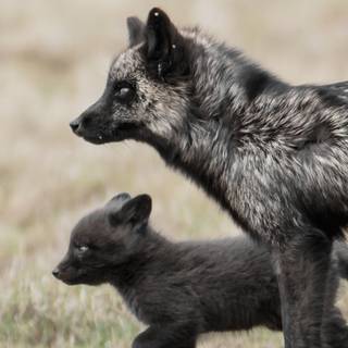 Black fox iPhone wallpaper